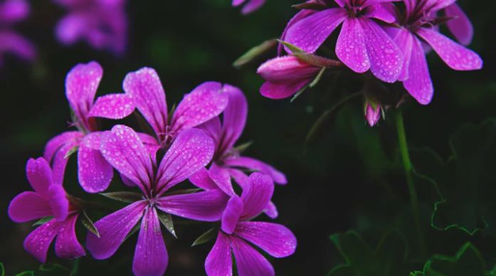 Purple geranium flowers