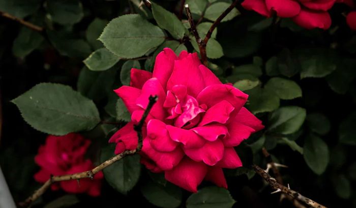 Rose plant