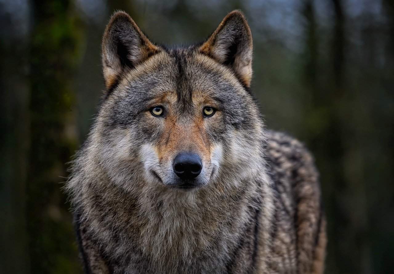 100+ Wolf Nicknames for Him & Her (The Ultimate List!)